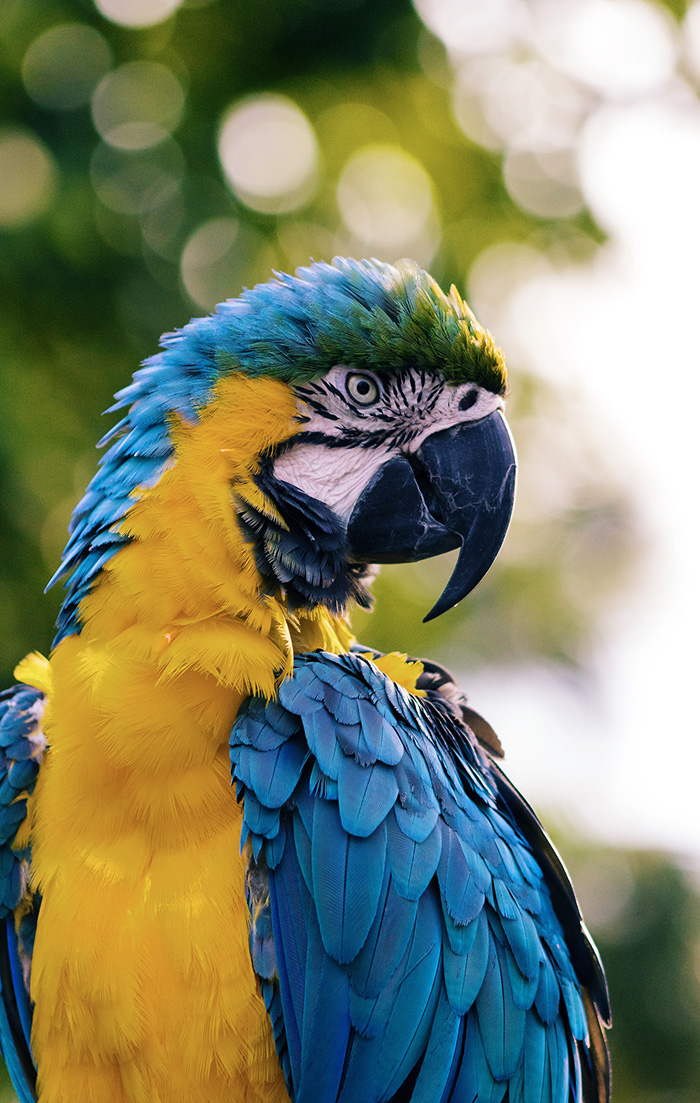 wildlife and nature
